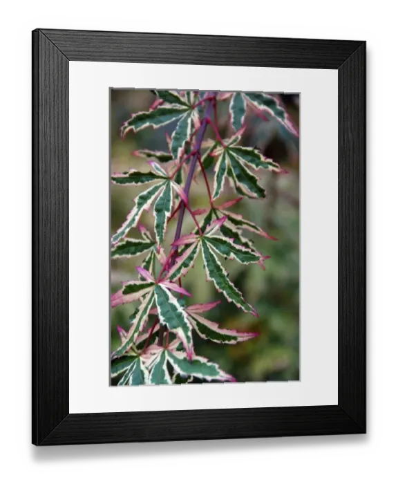 Framed Print : USA, Oregon, Portland. Variegated leaf Japanese maple tree Framed Print : USA, Oregon, Portland. Variegated leaf Japanese maple tree