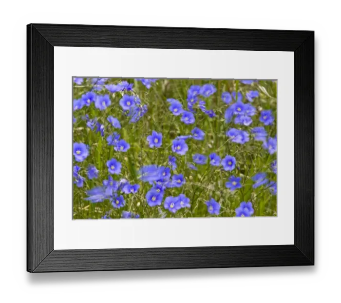 Framed Print : blue Flax in the wind in the Little Missouri National Grasslands, North Dakota, USA