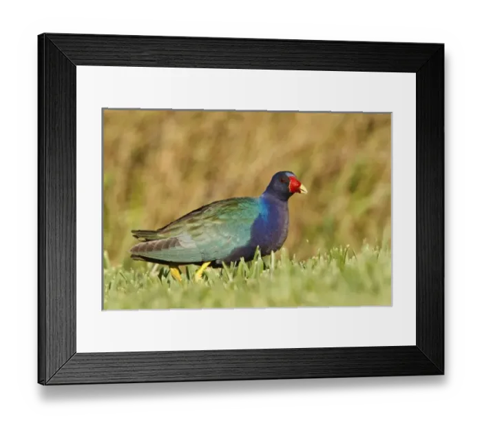 Framed Print : USA, North America, Texas Framed Print : USA, North America, Texas