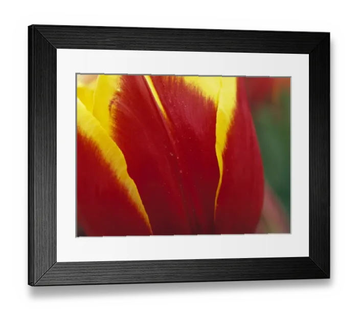 Framed Print : USA, Oregon, Willamette Valley. Close-up of a red and yellow tulip at the Wooden Framed Print : USA, Oregon, Willamette Valley. Close-up of a red and yellow tulip at the Wooden