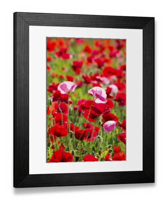Framed Print : USA, Oregon, Willamette Valley, Shirley Poppies Blooming in Mass Framed Print : USA, Oregon, Willamette Valley, Shirley Poppies Blooming in Mass