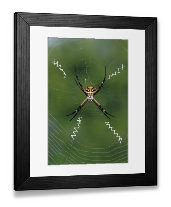 Framed Print : Silver Argiope, Argiope argentata, female in web, Willacy County, Rio Grande Valley Framed Print : Silver Argiope, Argiope argentata, female in web, Willacy County, Rio Grande Valley
