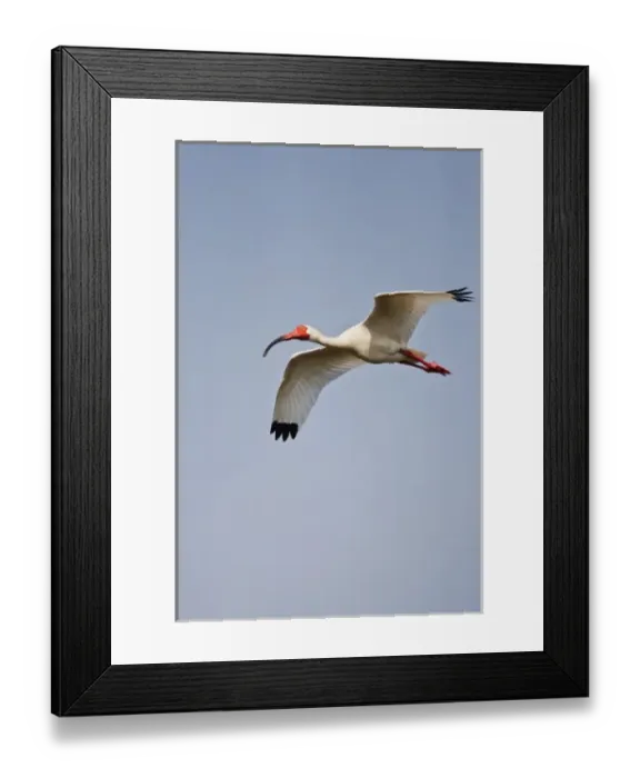Framed Print : White Ibis (Eudocimus albus) adults landing in nest colony, Laguna Madre, Texas, USA Framed Print : White Ibis (Eudocimus albus) adults landing in nest colony, Laguna Madre, Texas, USA