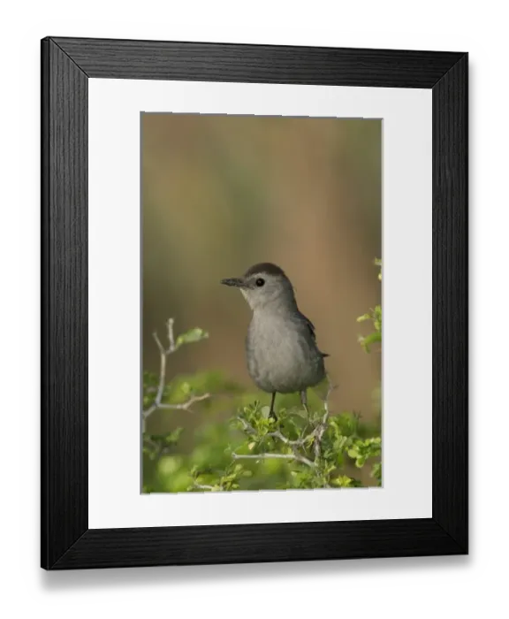 Framed Print : Adult Gray Catbird, South Padre Island, Texas, USA Framed Print : Adult Gray Catbird, South Padre Island, Texas, USA