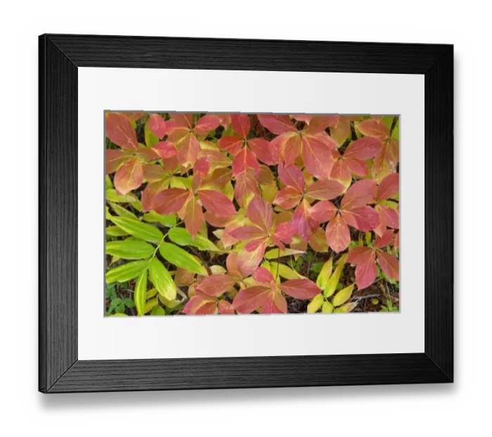 Framed Print : USA, Oregon, Rogue River National Forest. Close-up of dogwood leaves in autumn color Framed Print : USA, Oregon, Rogue River National Forest. Close-up of dogwood leaves in autumn color