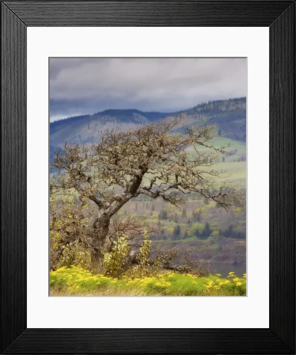 Framed Print : USA, North America, Oregon Framed Print : USA, North America, Oregon