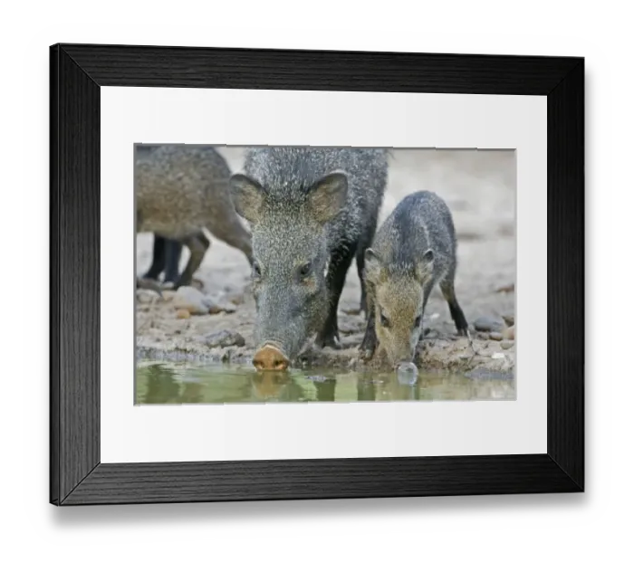Framed Print : USA, North America, Texas Framed Print : USA, North America, Texas