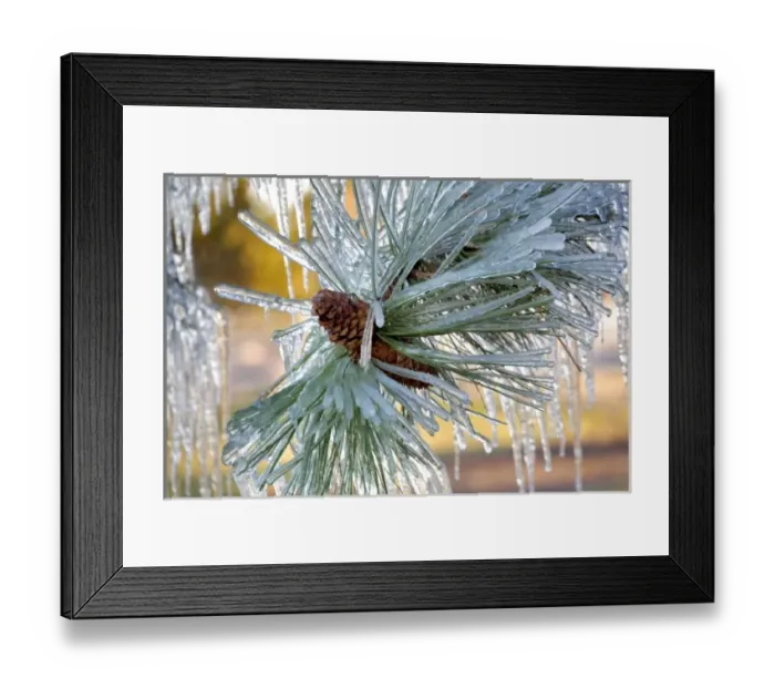 Framed Print : USA, Oregon, Bend. Ponderosa pine needles are encased in ice in Deschutes County, Oregon