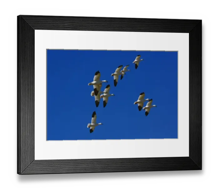 Framed Print : Snow Geese in flight, Anser Caerulescens, Bosque Del Apache National Wildlife Refuge Framed Print : Snow Geese in flight, Anser Caerulescens, Bosque Del Apache National Wildlife Refuge