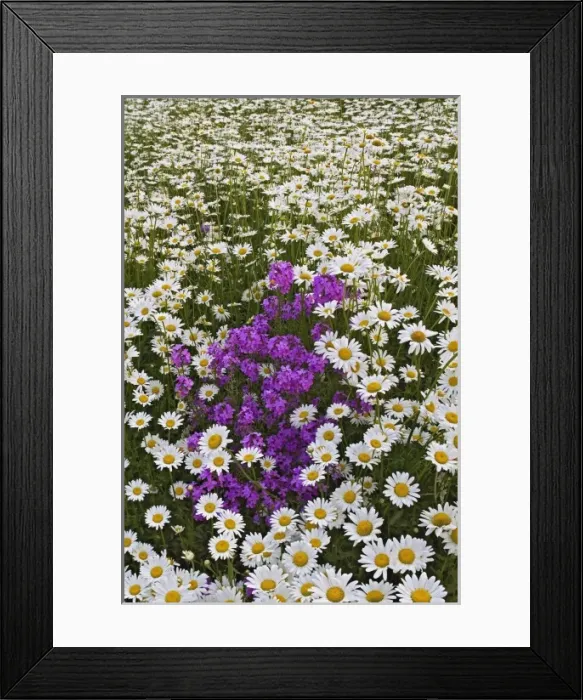 Framed Print : USA, North America, North Carolina Framed Print : USA, North America, North Carolina