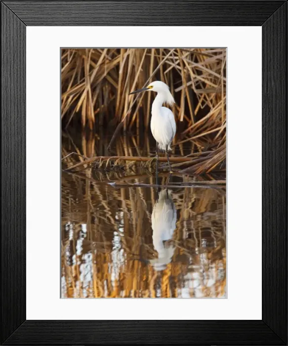 Framed Print : Snowy Egret (Egretta thula) wading in shallow, freshwater pond, hunting fish around cattails Framed Print : Snowy Egret (Egretta thula) wading in shallow, freshwater pond, hunting fish around cattails