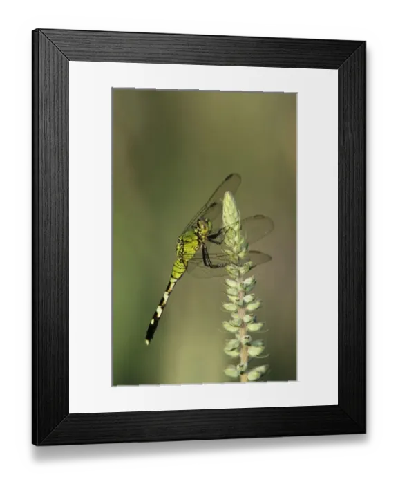 Framed Print : Eastern Pondhawk, Erythemis simplicicollis, female on American Germander(Teucrium canadense)