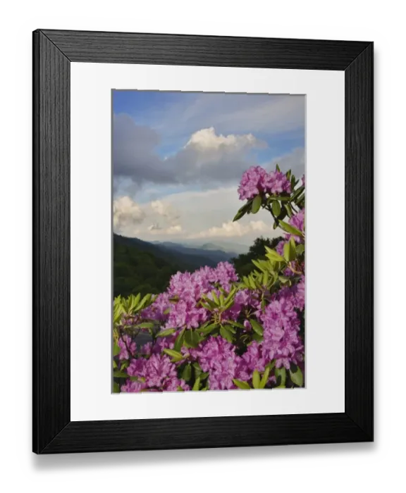 Framed Print : Catawba Rhododendron from just below Newfound Gap, Great Smoky Mountains National Park Framed Print : Catawba Rhododendron from just below Newfound Gap, Great Smoky Mountains National Park