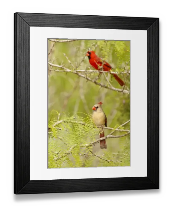 Framed Print : USA, North America, Texas Framed Print : USA, North America, Texas