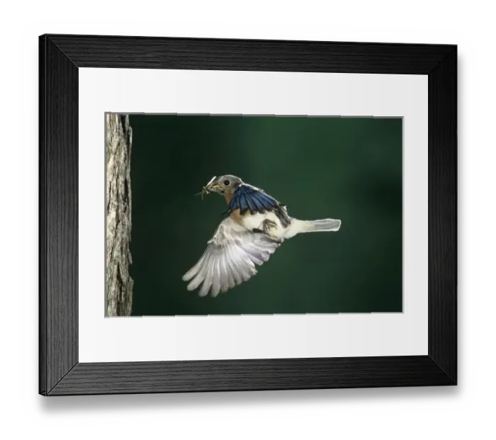 Framed Print : Eastern Bluebird, Sialia sialis, male in flight, Willacy County, Rio Grande Valley Framed Print : Eastern Bluebird, Sialia sialis, male in flight, Willacy County, Rio Grande Valley