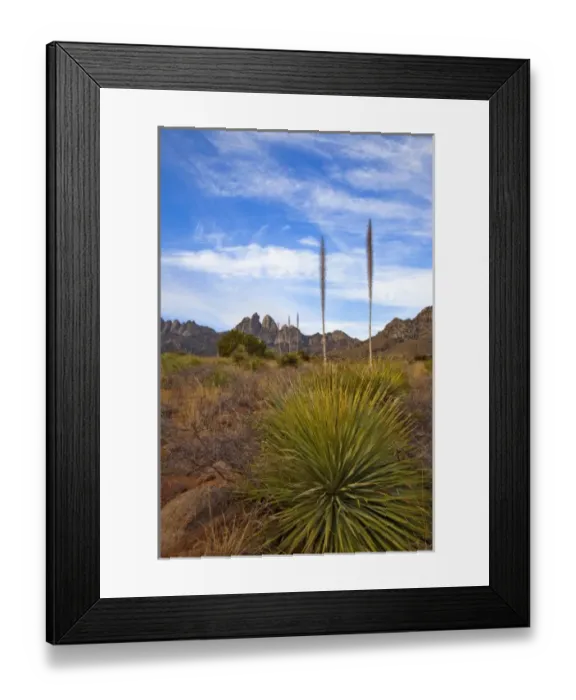 Framed Print : Soaptree Yucca and the Organ Mountains at Aguirre Springs National Recreation Area Framed Print : Soaptree Yucca and the Organ Mountains at Aguirre Springs National Recreation Area