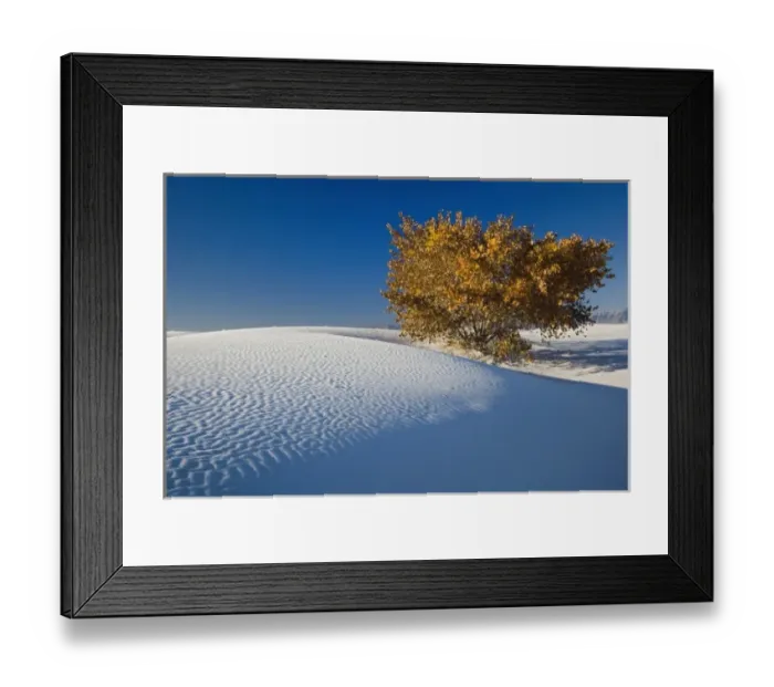 Framed Print : Autumn tree among dunes, White Sands National Monument, New Mexico
