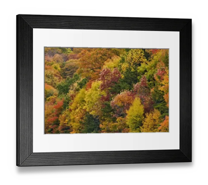 Framed Print : Hillside pattern of autumn colors, Southern Appalachian Mountains near Grandfather Mountain Framed Print : Hillside pattern of autumn colors, Southern Appalachian Mountains near Grandfather Mountain