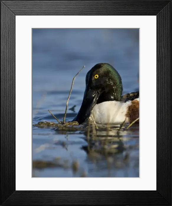 Framed Print : Northern Shoveler feeding, Anas clypeata, Welder flats, Texas Framed Print : Northern Shoveler feeding, Anas clypeata, Welder flats, Texas