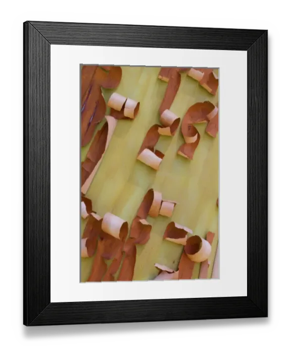 Framed Print : USA, Washington, Port Townsend. Pacific madrone bark detail. Credit as: Gilles Delisle / Jaynes Gallery / DanitaDelimont. com Framed Print : USA, Washington, Port Townsend. Pacific madrone bark detail. Credit as: Gilles Delisle / Jaynes Gallery / DanitaDelimont. com