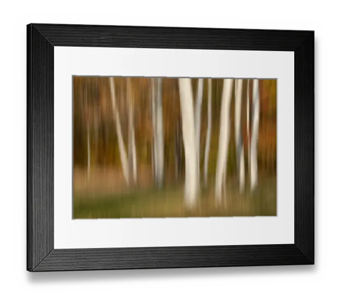 Framed Print : North America, USA, North Carolina, panned blurred white trees against a fall color background Framed Print : North America, USA, North Carolina, panned blurred white trees against a fall color background