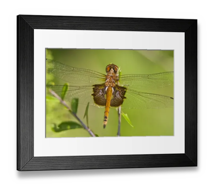 Framed Print : USA, North America, Texas Framed Print : USA, North America, Texas