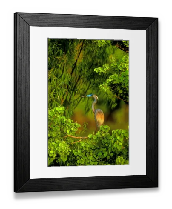 Framed Print : USA, Texas, East Texas. Tricolored heron perched in trees