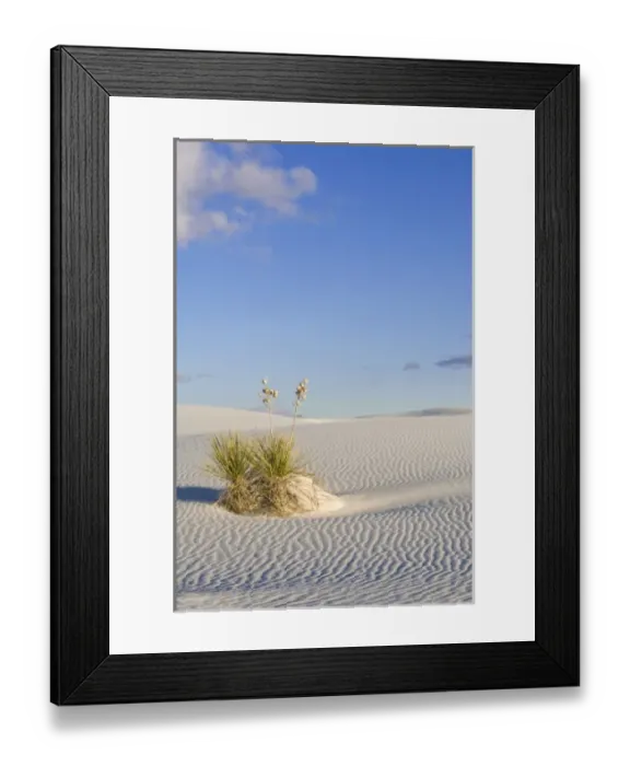 Framed Print : USA, NM, White Sands NM, Soaptree Yucca on Sand Dune at Dawn Framed Print : USA, NM, White Sands NM, Soaptree Yucca on Sand Dune at Dawn