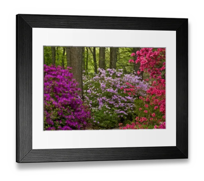 Framed Print : USA, Pennsylvania, Devon. Azalea bushes blooming in Jenkins Arboretum Framed Print : USA, Pennsylvania, Devon. Azalea bushes blooming in Jenkins Arboretum