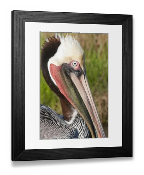 Framed Print : Texas, Port Aransas. Brown Pelican at Leonabelle Turnbull Birding Center