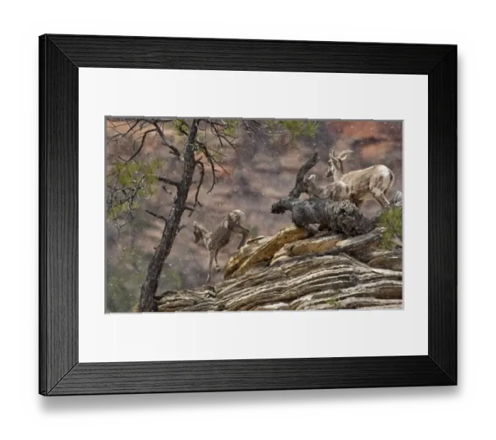 Framed Print : A band of desert bighorn sheep on cliffs during spring snow squall in Zion National Framed Print : A band of desert bighorn sheep on cliffs during spring snow squall in Zion National