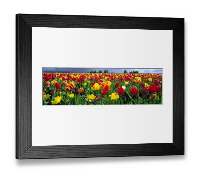 Framed Print : USA, Oregon, Willamette Valley. Spring blooms create a colorful landscape at a tulip Framed Print : USA, Oregon, Willamette Valley. Spring blooms create a colorful landscape at a tulip