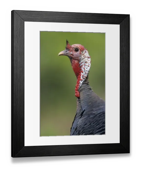 Framed Print : Wild Turkey, Meleagris gallopavo, male, Lake Corpus Christi, Texas, USA Framed Print : Wild Turkey, Meleagris gallopavo, male, Lake Corpus Christi, Texas, USA
