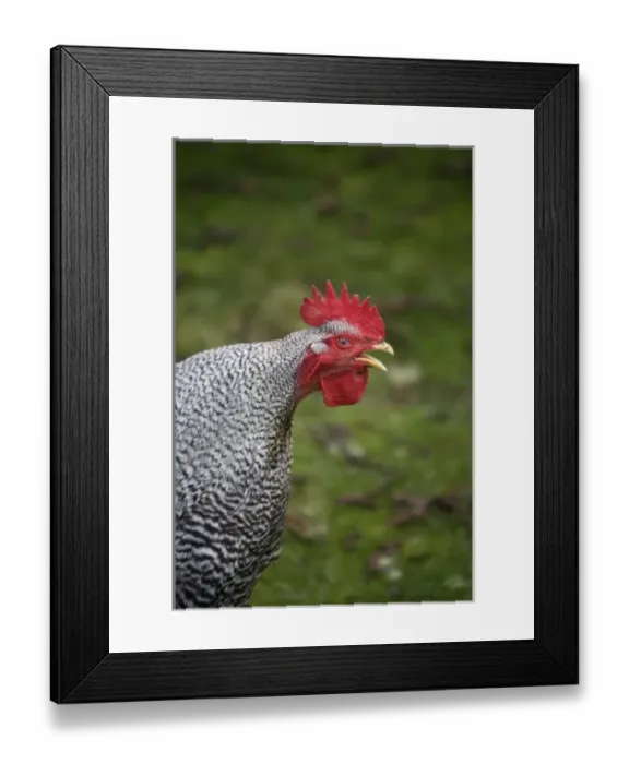 Framed Print : Buff Orpington rooster crowing