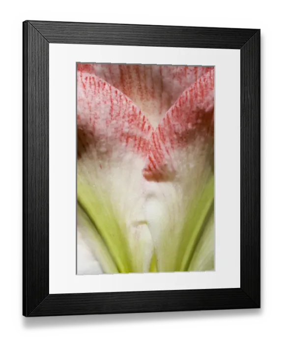 Framed Print : USA, Oregon, Bend. A close-up of petals of an amaryllis flower shows its delicate coloration Framed Print : USA, Oregon, Bend. A close-up of petals of an amaryllis flower shows its delicate coloration