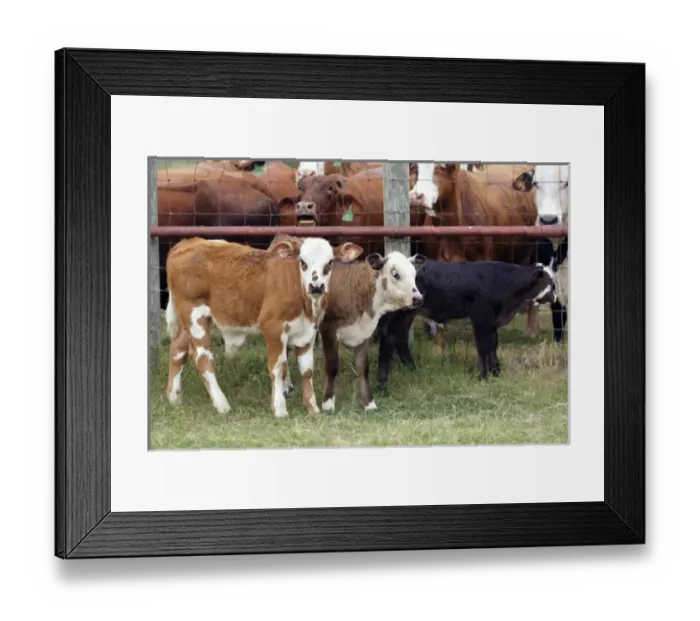 Framed Print : Calves separated from cows during round-up, Seadrift, TX Framed Print : Calves separated from cows during round-up, Seadrift, TX