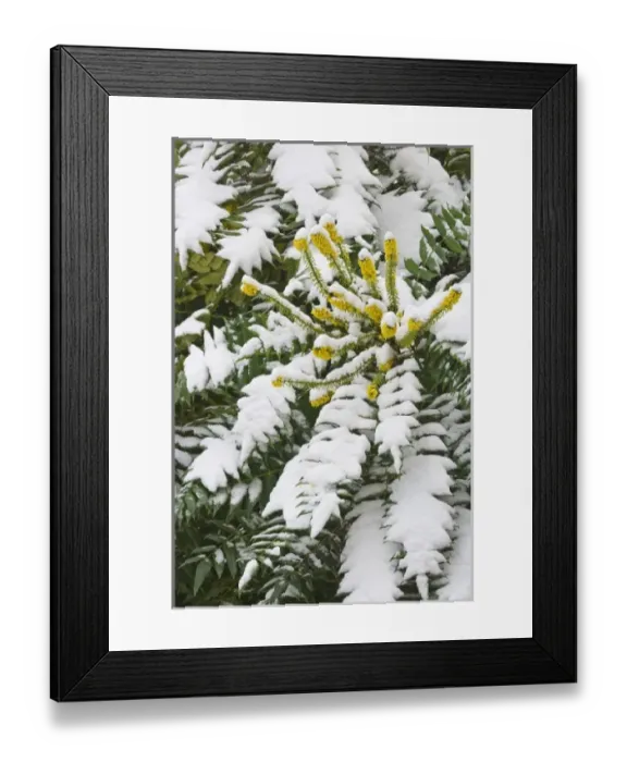 Framed Print : USA, North America, Washington