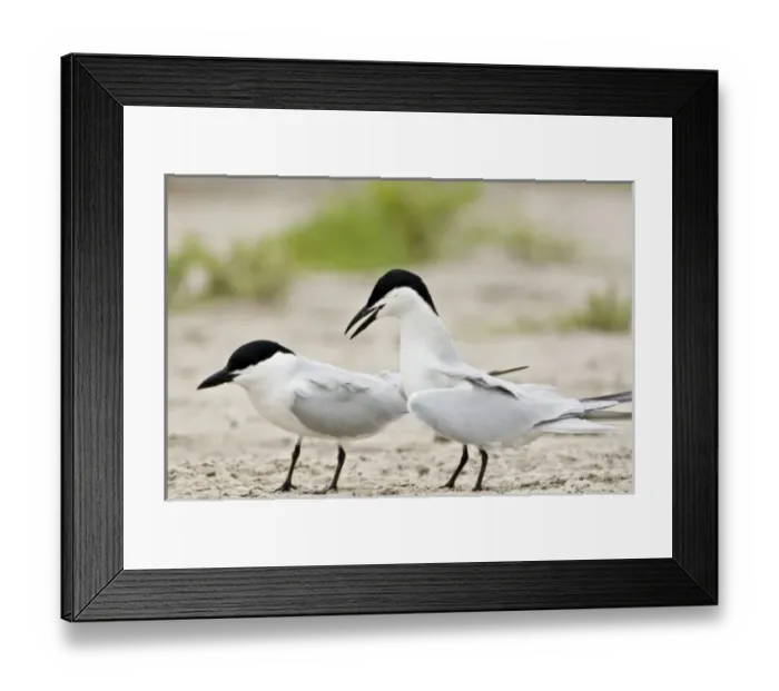 Framed Print : Gull-billed Terns in courtship, Sterna nilotica, Welder flats, Texas Framed Print : Gull-billed Terns in courtship, Sterna nilotica, Welder flats, Texas