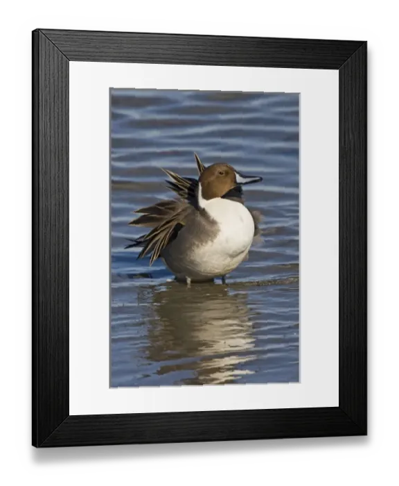 Framed Print : Northern Pintail (Anas acuta) adult, male preening and loafing, winter, Laguna Madre Framed Print : Northern Pintail (Anas acuta) adult, male preening and loafing, winter, Laguna Madre