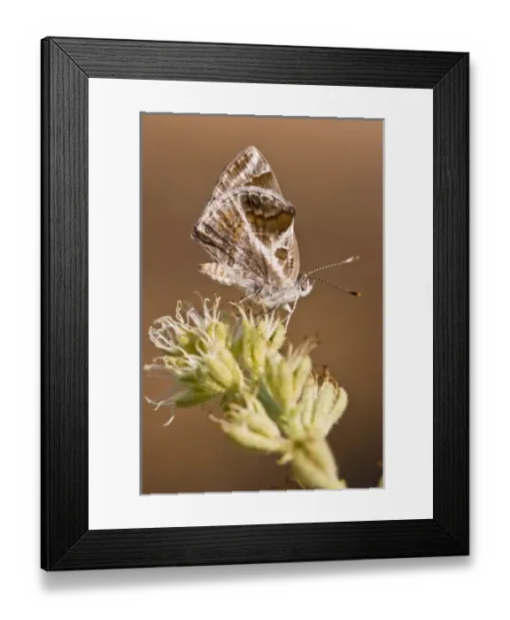 Framed Print : Lantana Scrub Hairstreak (Stymon bazochii), nectoring on wildflower, Falcon State