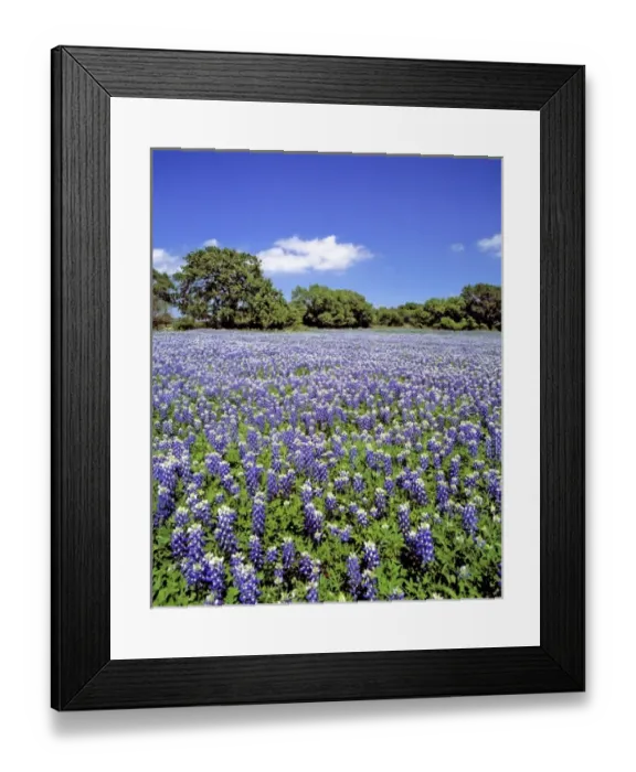 Framed Print : USA, Texas, Llano. Bluebonnets bathe in the Texas sun