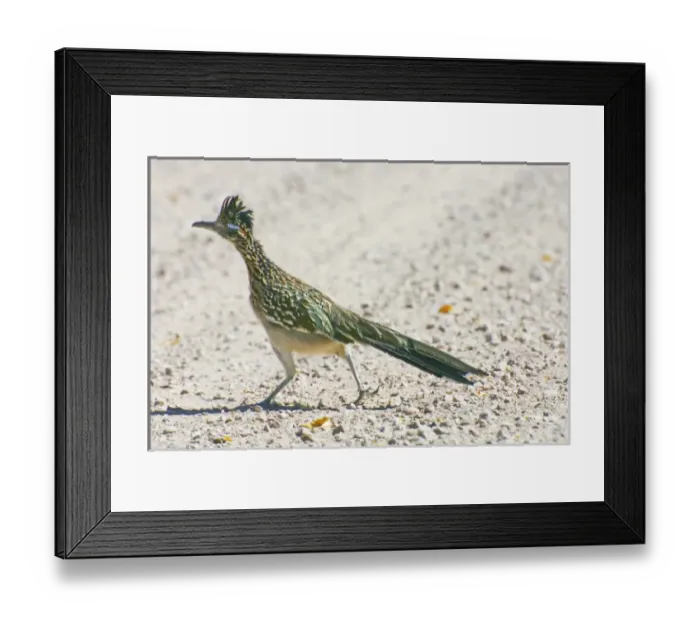 Framed Print : USA, New Mexico, Bosque del Apache National Wildlife Refuge. Greater roadrunner crossing road Framed Print : USA, New Mexico, Bosque del Apache National Wildlife Refuge. Greater roadrunner crossing road