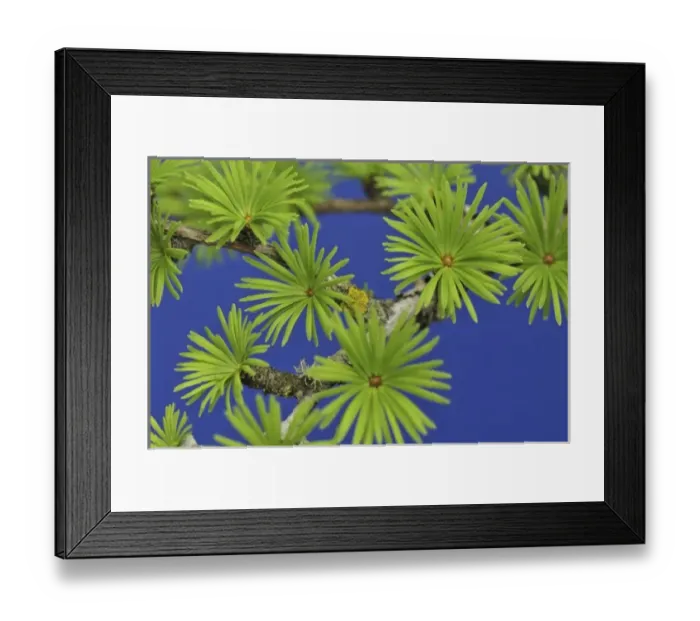 Framed Print : USA, Oregon, Portland. Close-up of young tamarack tree needles Framed Print : USA, Oregon, Portland. Close-up of young tamarack tree needles