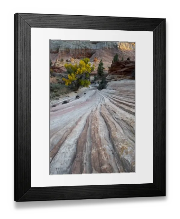Framed Print : USA, Utah, Zion National Park. Petrified sand dune or slick rock and cottonwood tree in autumn