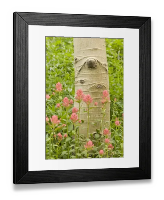 Framed Print : USA, North America, Utah