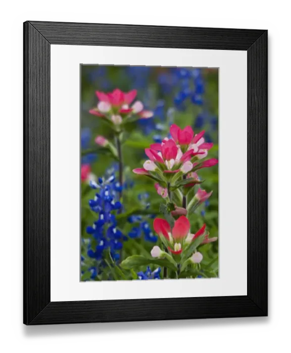 Framed Print : Texas, USA. Field of Texas bluebonnets (Lupinus texensis) and indian paintbrush Framed Print : Texas, USA. Field of Texas bluebonnets (Lupinus texensis) and indian paintbrush
