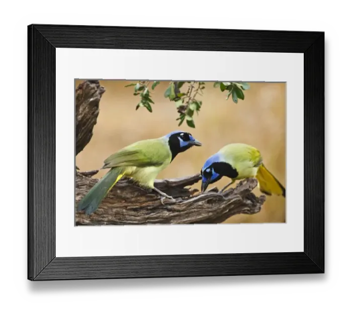 Framed Print : USA, North America, Texas