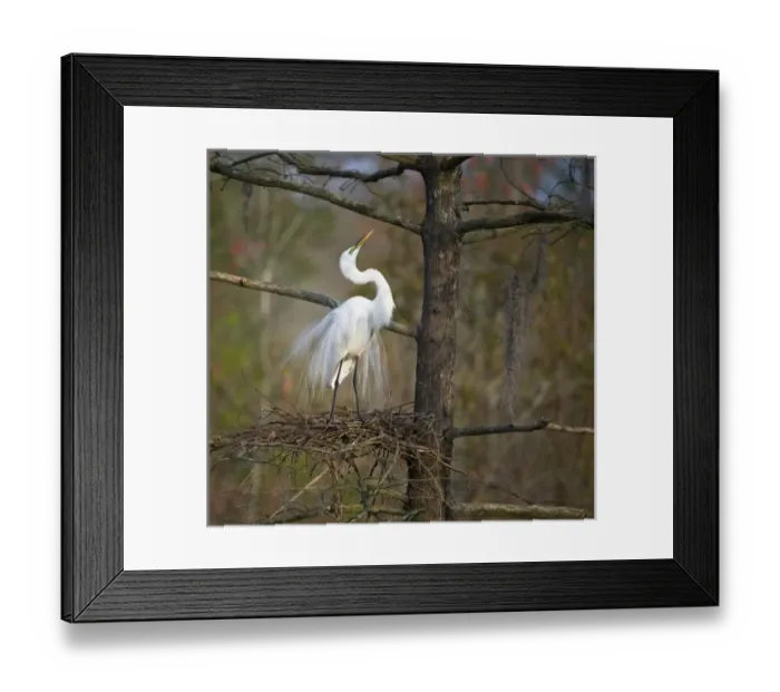 Framed Print : USA, South Carolina, Magnolia Gardens, Audubon Swamp. Great egret in breeding plumage