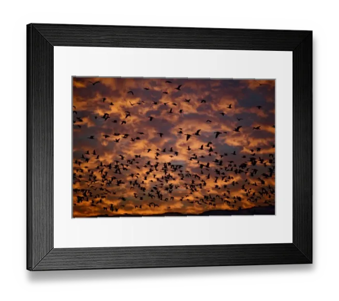 Framed Print : Snow Geese in flight at sunrise, Anser Caerulescens, Bosque Del Apache National Wildlife Refuge