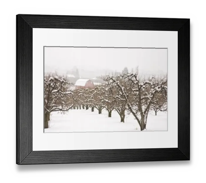 Framed Print : Snow covered Apple Trees and Barn near Hood River, Oregon, USA (RF) Framed Print : Snow covered Apple Trees and Barn near Hood River, Oregon, USA (RF)